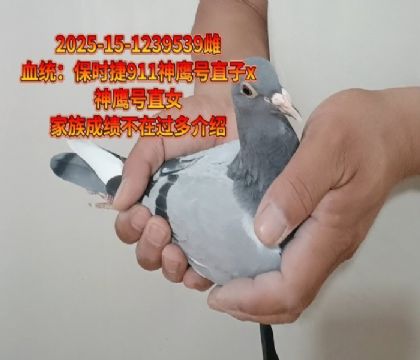 保時(shí)捷911家族神鷹號(hào)直子x神鷹號(hào)直女
