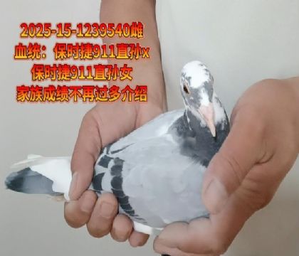 保時(shí)捷911直孫x直孫女