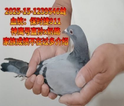 保時(shí)捷911神鷹號(hào)直孫x奶酪