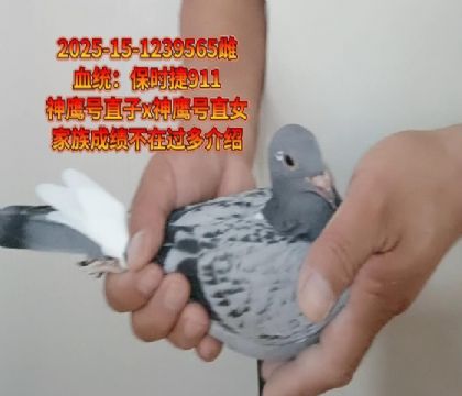 保時(shí)捷911神鷹號(hào)直子x神鷹號(hào)直女