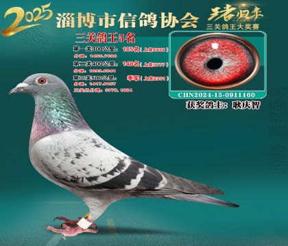 淄博鴿協(xié)普賽5名