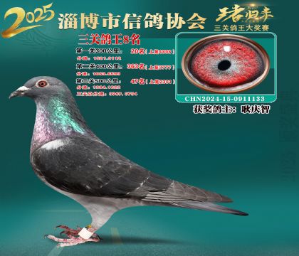 淄博鴿協(xié)普賽8名