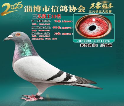 淄博鴿協(xié)普賽10名