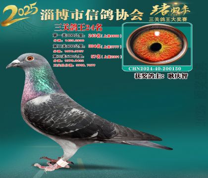 淄博鴿協(xié)普賽24名