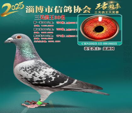 淄博鴿協(xié)普賽30名