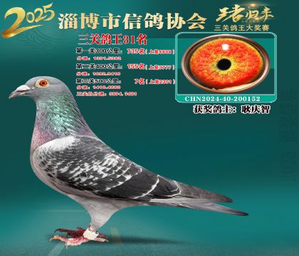 淄博鴿協(xié)普賽31名