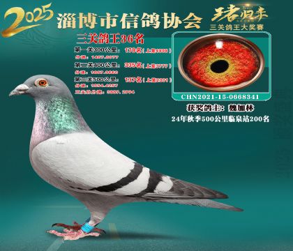 淄博鴿協(xié)普賽36名
