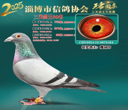 淄博鴿協(xié)普賽60名