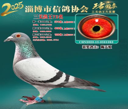 淄博鴿協(xié)普賽72名