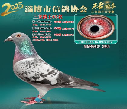 淄博鴿協(xié)普賽85名