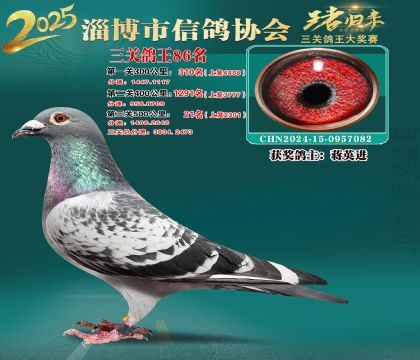 淄博鴿協(xié)普賽86名