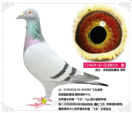 歐聯(lián)國(guó)際賽鴿-飛戈019 雄