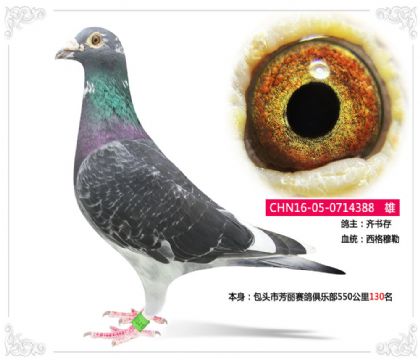 西格穆勒--包頭市芳麗賽鴿俱樂(lè)部550公里130名 雄