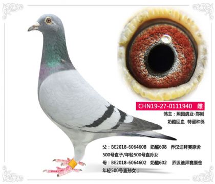 熙園鴿業(yè)-鄭剛--奶酪回血 特留種鴿 雌