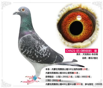 內(nèi)蒙名翔賽鴿公棚300公里預(yù)賽60名 雄