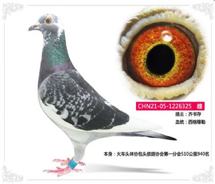 西格穆勒--火車頭體協(xié)包頭信鴿協(xié)會(huì)第一分會(huì)510公里940名