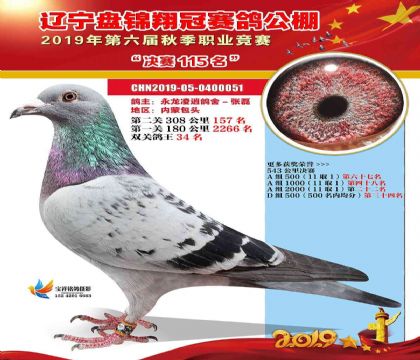 遼寧盤錦翔冠賽鴿公棚雙關(guān)鴿王34名 雌