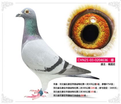 河北省石家莊市鴿會(huì)1特比第一關(guān)500公里6名 雄
