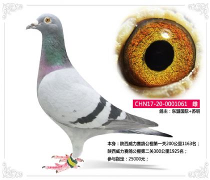 東盟國(guó)際--陜西威力賽鴿公棚參賽鴿061 雌