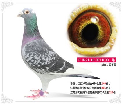 江蘇沭陽(yáng)縣騰飛信鴿俱樂(lè)部530公里312名 雄