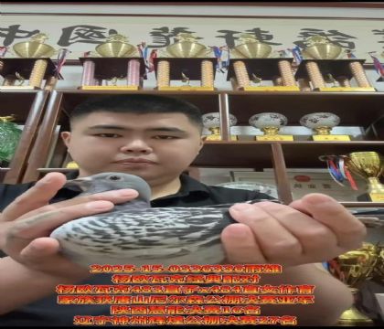 楊歐瓦克經(jīng)典配對483直子X484直女作育