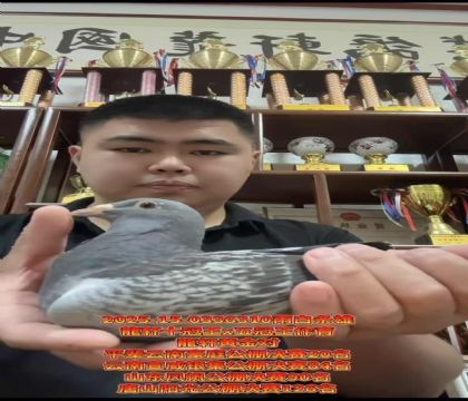 龍軒鉆石配對十冠王X五冠王作育