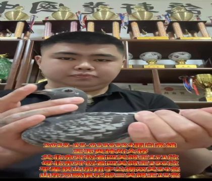 王玉爽神州大將/北京開創(chuàng)者四關鴿王171位X196位