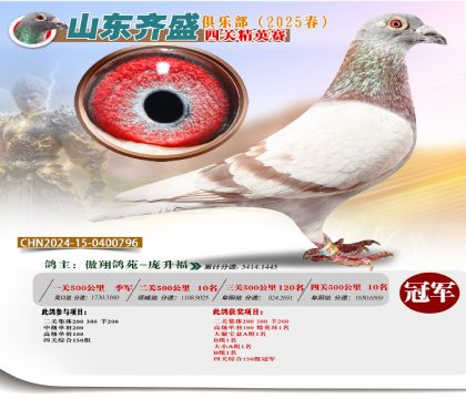 四關(guān)鴿王精英賽冠軍