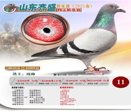 四關(guān)鴿王精英賽11名