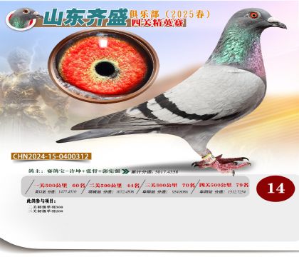 四關(guān)鴿王精英賽14名