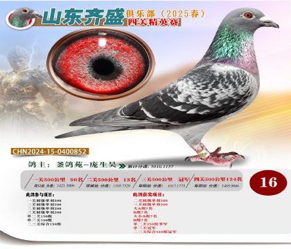 四關(guān)鴿王精英賽16名