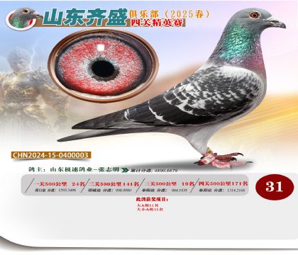 四關(guān)鴿王精英賽31名