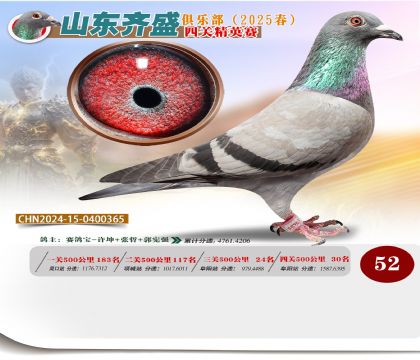 四關(guān)鴿王精英賽52名
