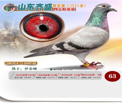 四關(guān)鴿王精英賽63名