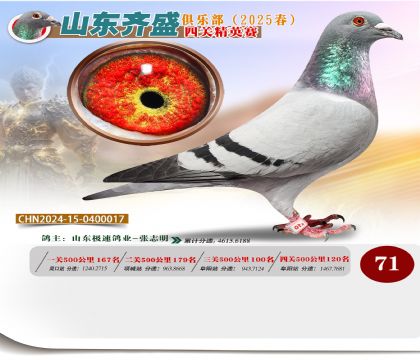 四關(guān)鴿王精英賽71名