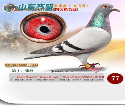 四關(guān)鴿王精英賽77名