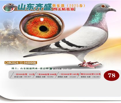四關(guān)鴿王精英賽78名
