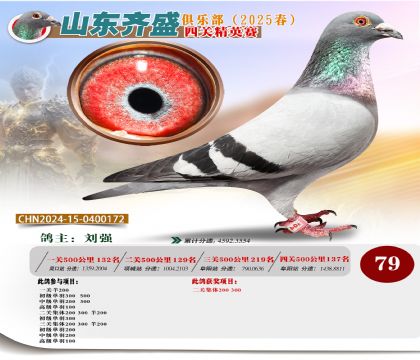 四關(guān)鴿王精英賽79名