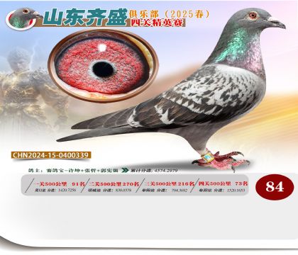 四關(guān)鴿王精英賽84名