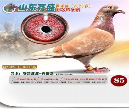 四關(guān)鴿王精英賽85名