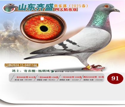四關(guān)鴿王精英賽91名
