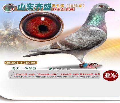 四關(guān)鴿王專環(huán)賽亞軍