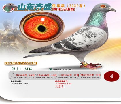 四關(guān)鴿王專環(huán)賽4名
