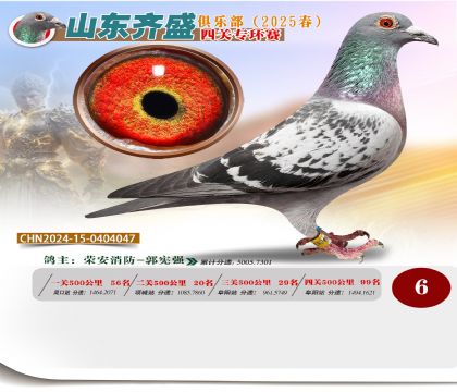 四關(guān)鴿王專環(huán)賽6名
