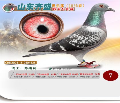 四關(guān)鴿王專環(huán)賽7名