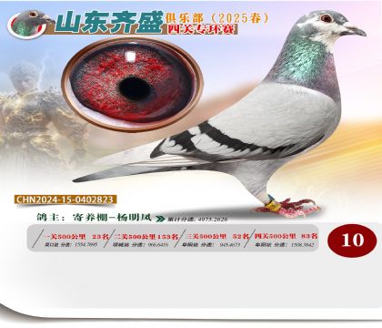 四關(guān)鴿王專環(huán)賽10名
