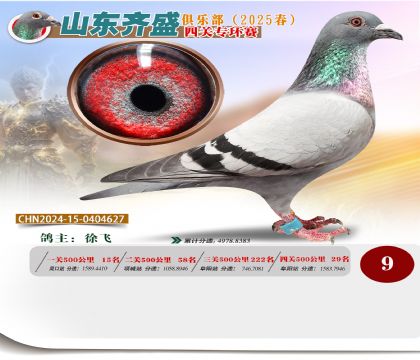 四關(guān)鴿王專環(huán)賽9名