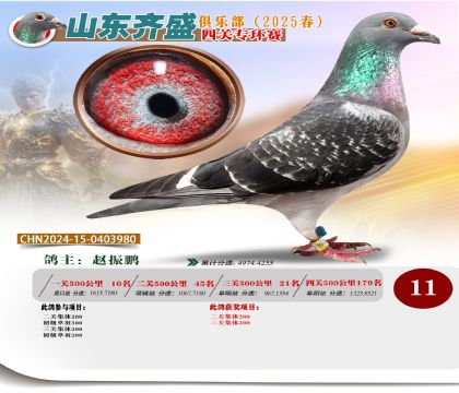 四關(guān)鴿王專環(huán)賽11名