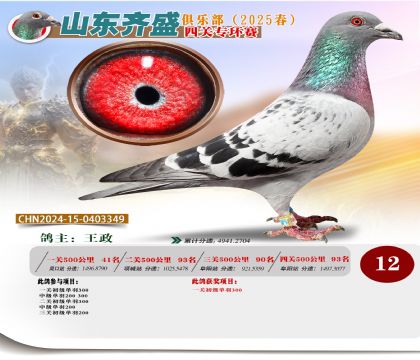 四關(guān)鴿王專環(huán)賽12名