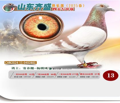 四關(guān)鴿王專環(huán)賽13名